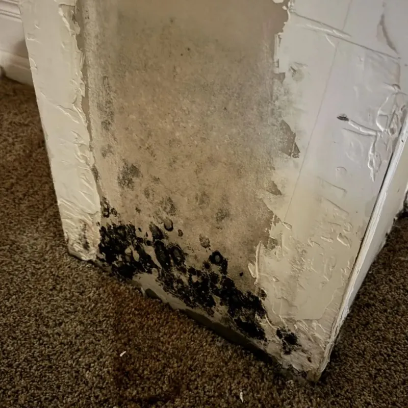 Professional Mold Removal in Fallston, MD